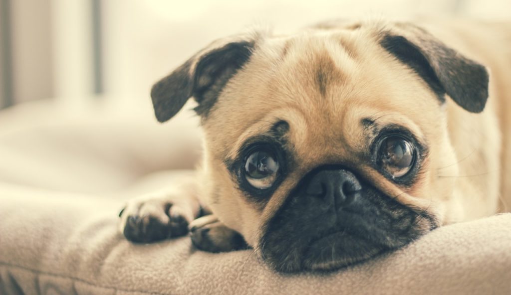 Pet Custody: Who gets to keep man’s best friend? - Resolve Conflict Family Lawyers